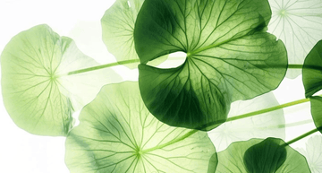 Centella Asiática Glowthie Glowthie Portugal